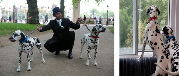 dogs-590-4