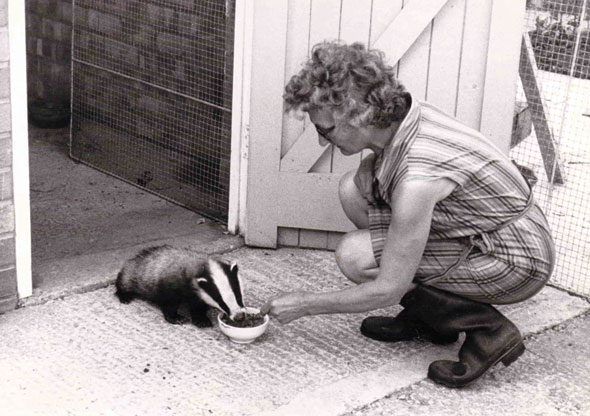 Badgers-02-590
