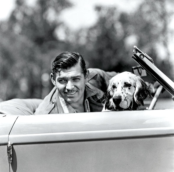 Clarke Gable and a favourite English setter go for a spin in his convertible (MGM, 1936)