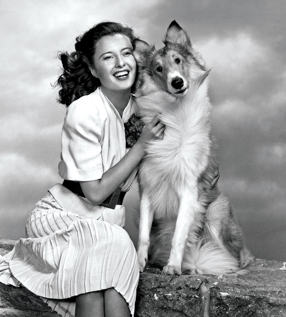 Barbara Stanwyck poses with Lassie The gifted collie, Pal, was the first dog to play Lassie (MGM, 1944)