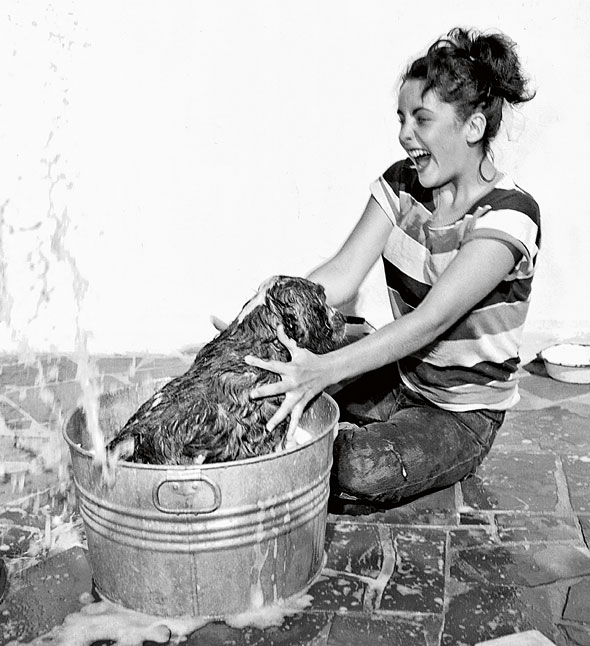 Elizabeth Taylor Throughout her life, Elizabeth was devoted to her dogs, and is seen here attempting to bathe her cocker spaniel, Amy (MGM, 1950)