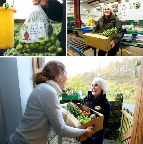 Brussel-Sprouts-02-590