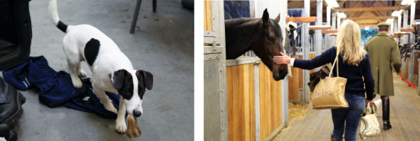 The King’s Troop