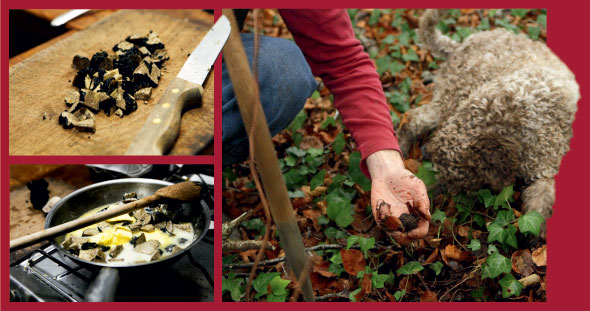 Truffle-Hunt-02-590