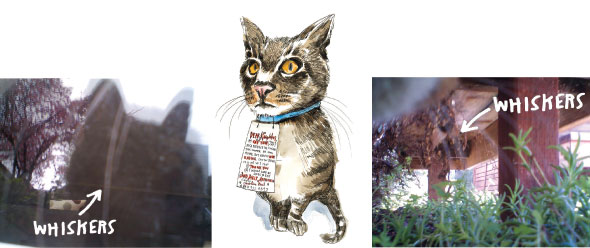 GPS-Cat-02-590