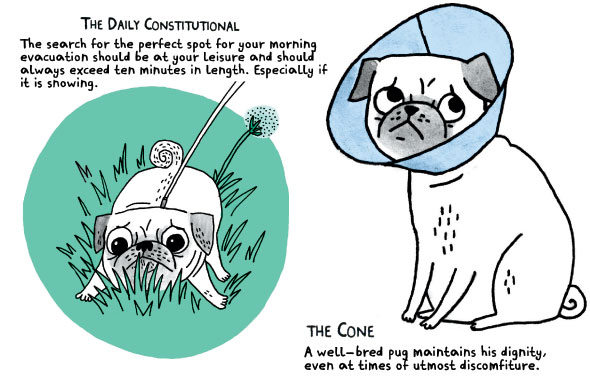A pug’s guide to modern manners