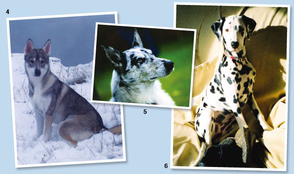 Pet-Portraits-03-590