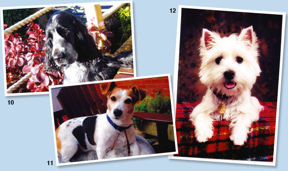 Pet-Portraits-05-590