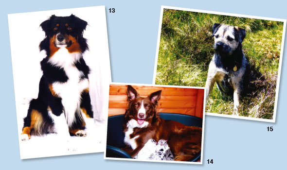 Pet-Portraits-06-590