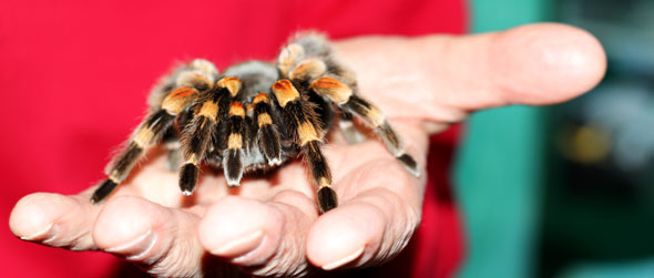 Maggie the spider