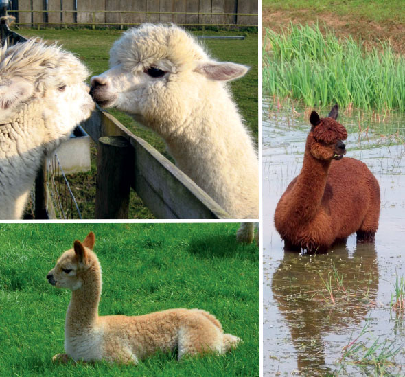 Alpacas-02-590