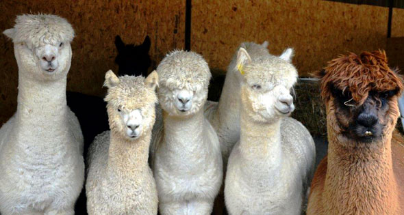 Alpacas-03-590
